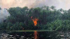 Indonesia deforestation: The world's demand for palm oil is igniting a  climate bomb