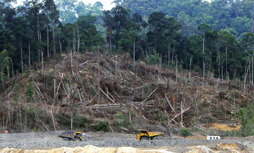 Deforestation_in_Borneo