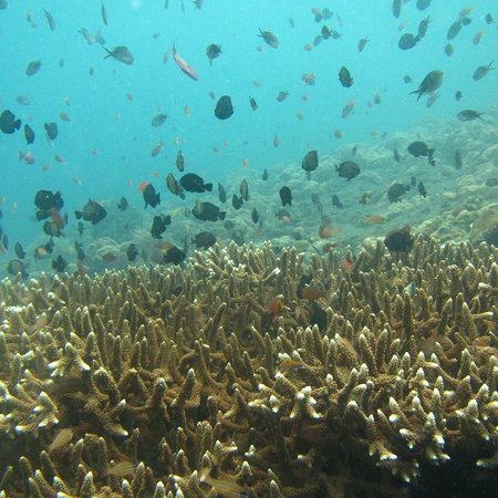 alot of fishy