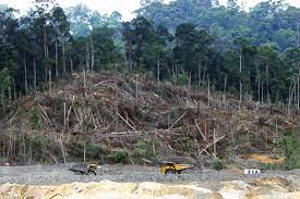 borneo