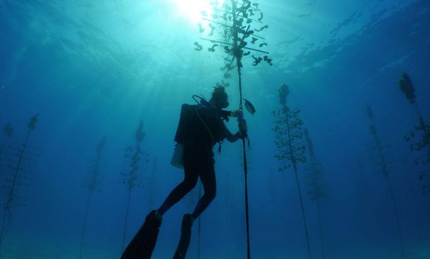 coralrestorationfoundationnursery