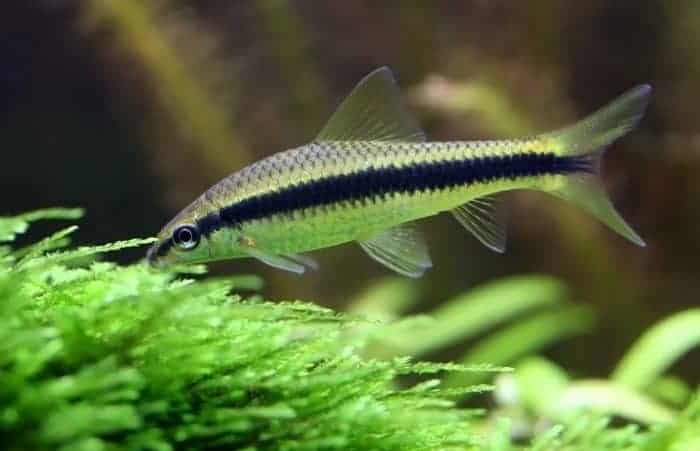 fishy eating algae