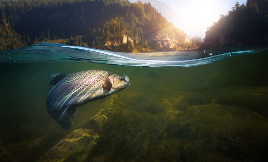 Fishing. Close-up shut of a fish hook under water