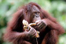 orang